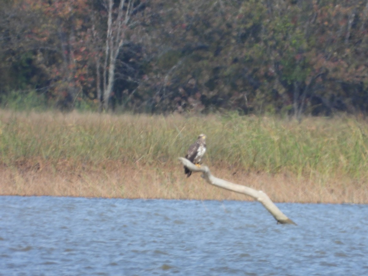 Bald Eagle - ML624008952