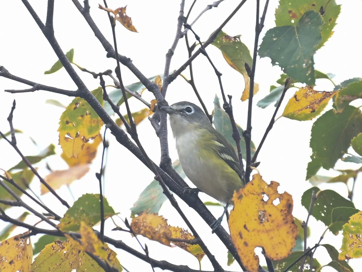 Blue-headed Vireo - Kathy Marche