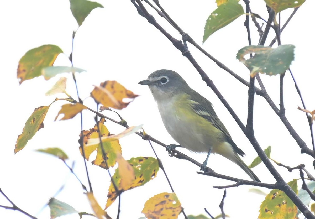 Blue-headed Vireo - Kathy Marche