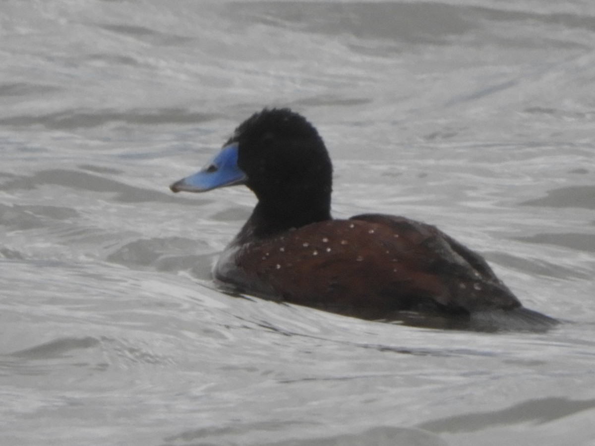 Blue-billed Duck - ML624009015