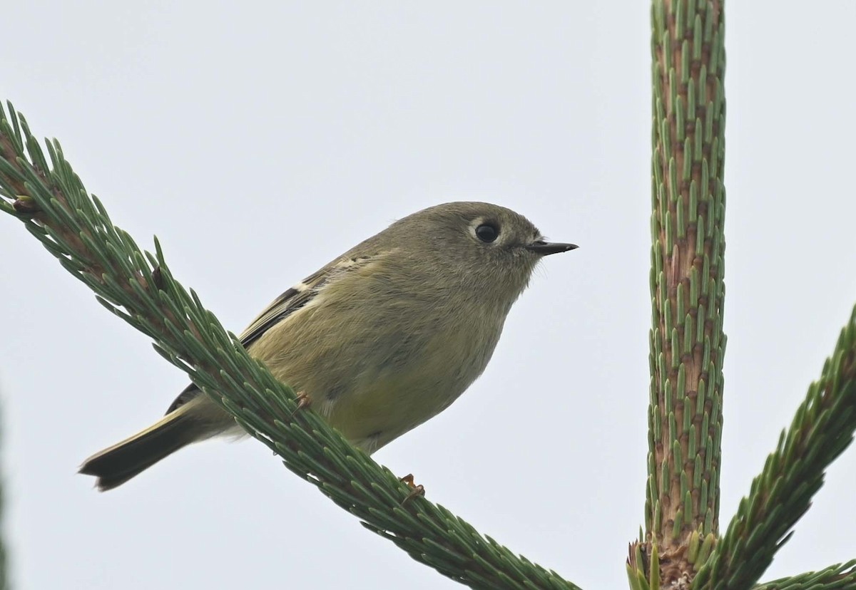 Ruby-crowned Kinglet - ML624009032