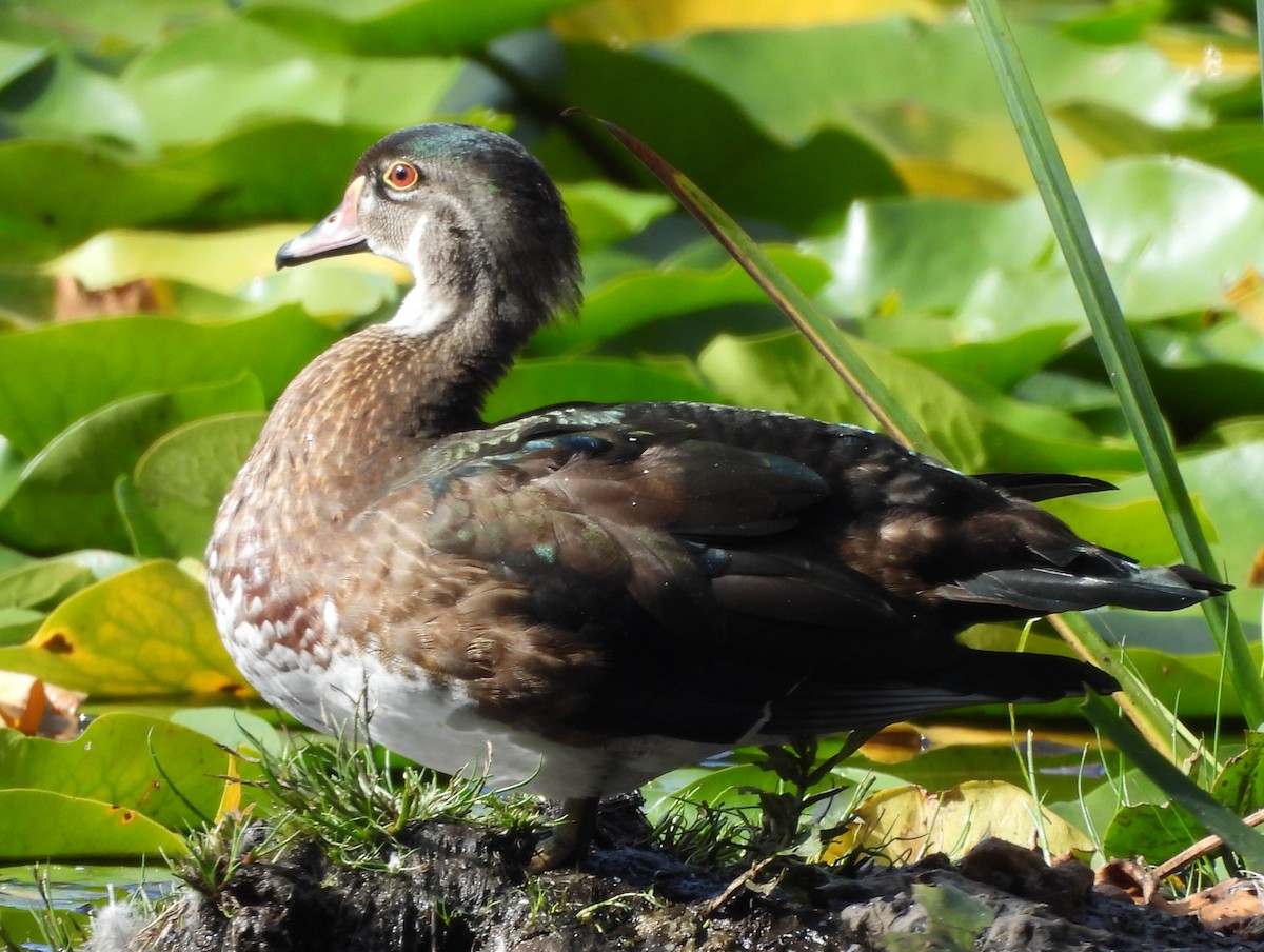 Wood Duck - ML624009037