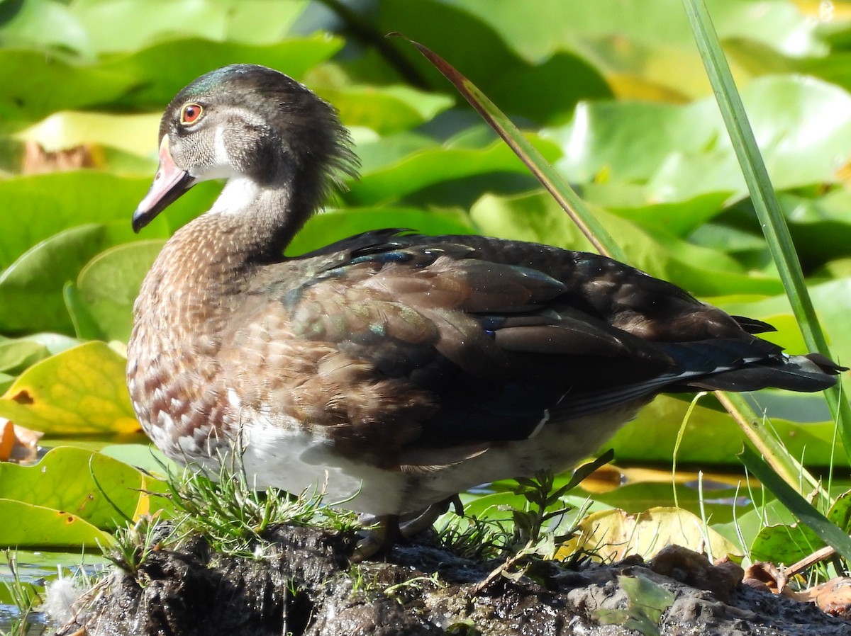 Wood Duck - ML624009038