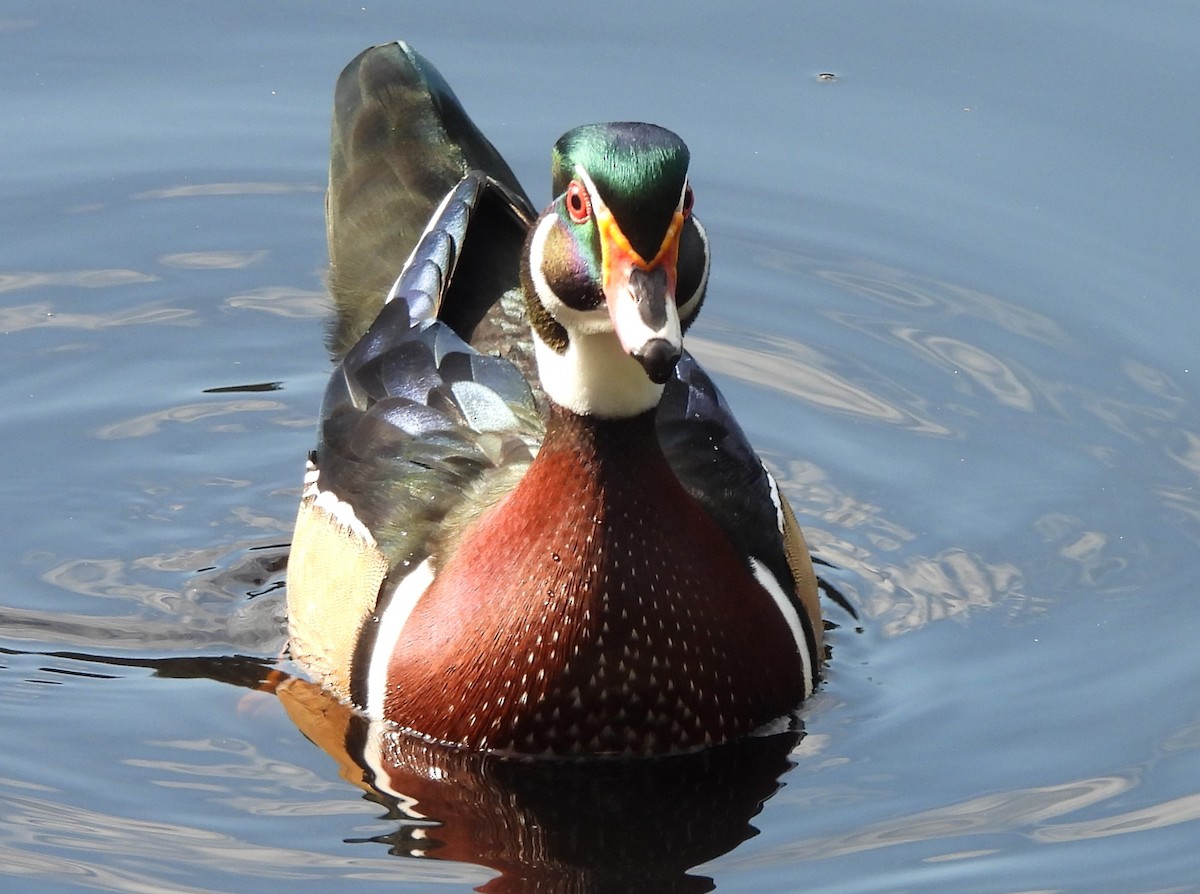 Wood Duck - ML624009039