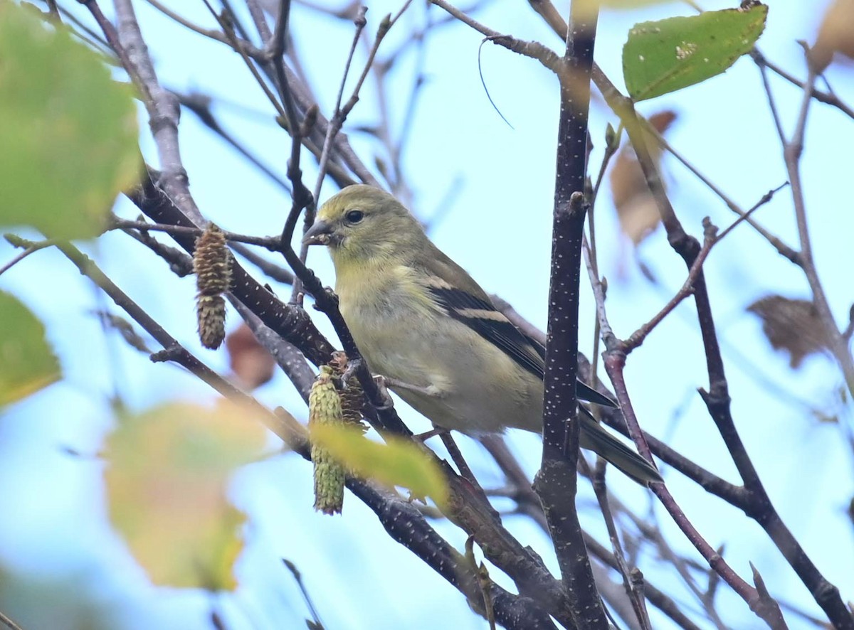 American Goldfinch - ML624009065