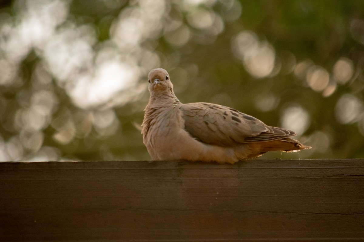 Eared Dove - ML624009083