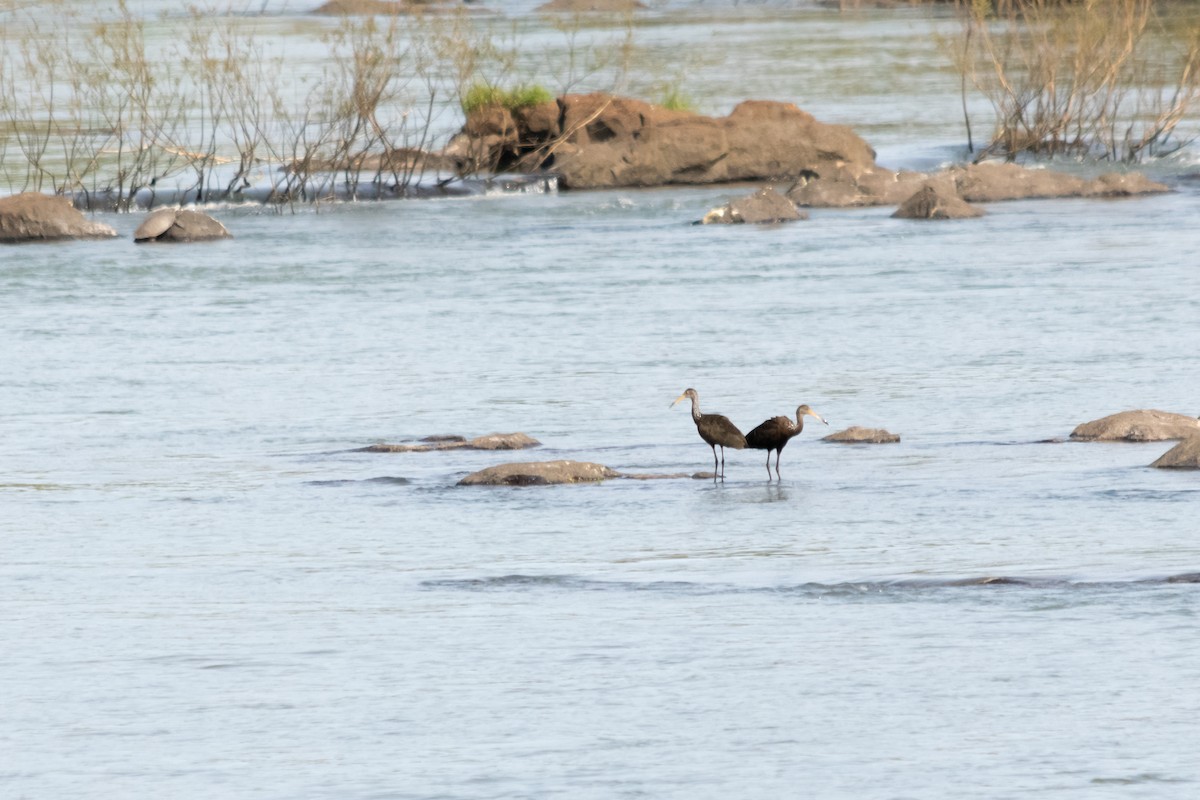 Limpkin - ML624009094