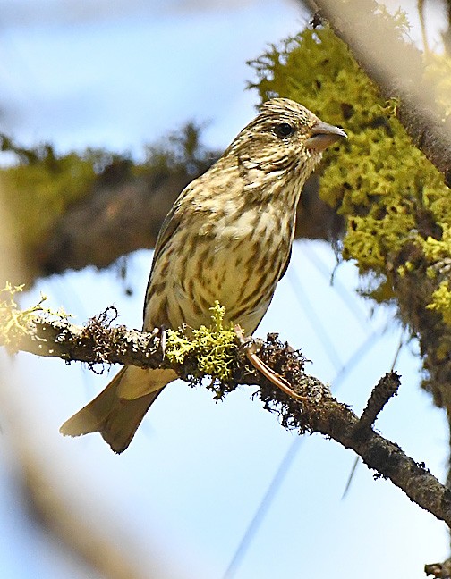 Purple Finch - ML624009095