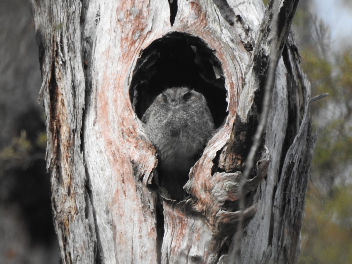 Australian Owlet-nightjar - ML624009096