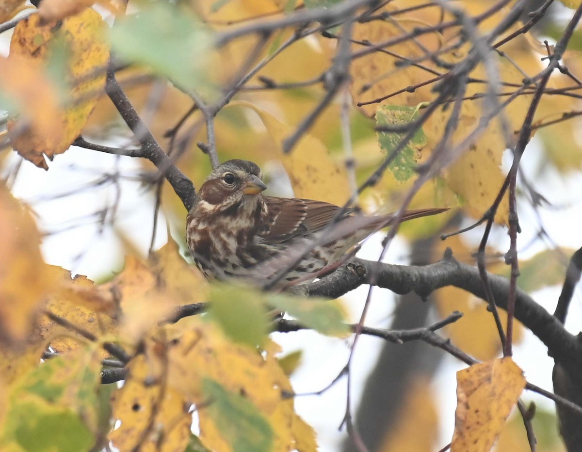 Fox Sparrow (Red) - Kathy Marche