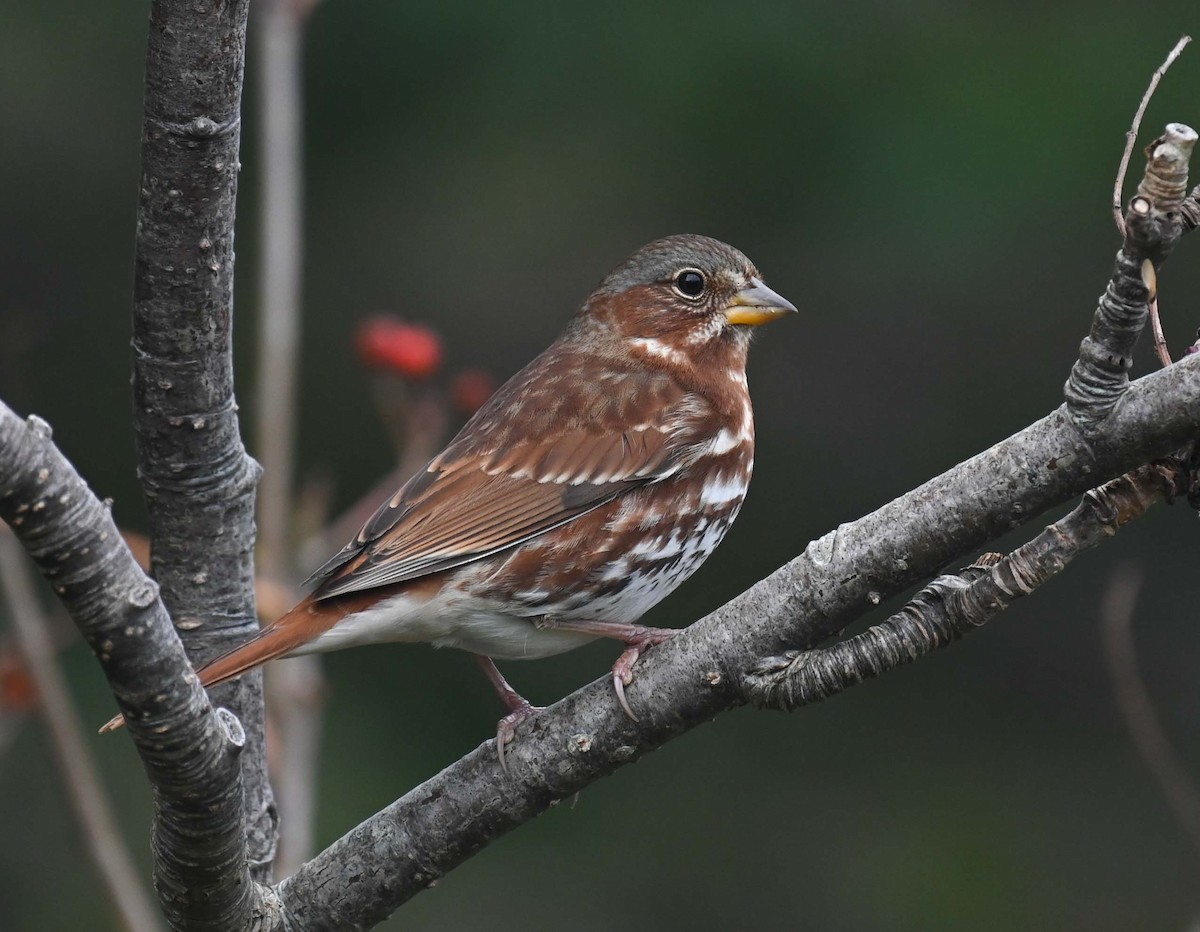 Fox Sparrow (Red) - ML624009098