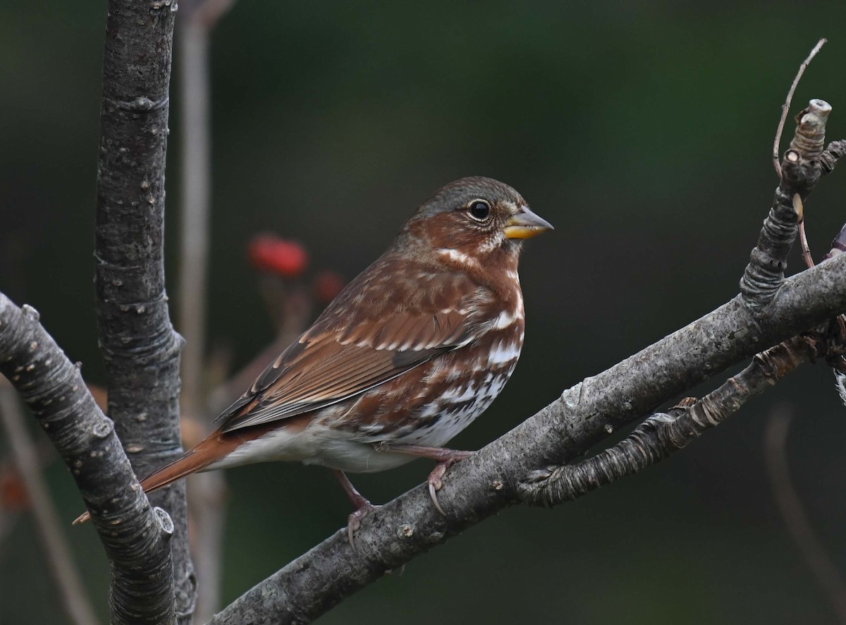 Fox Sparrow (Red) - ML624009099