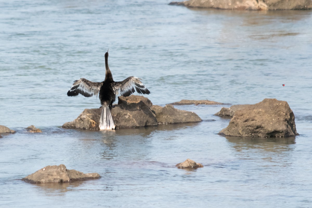 Anhinga - ML624009100