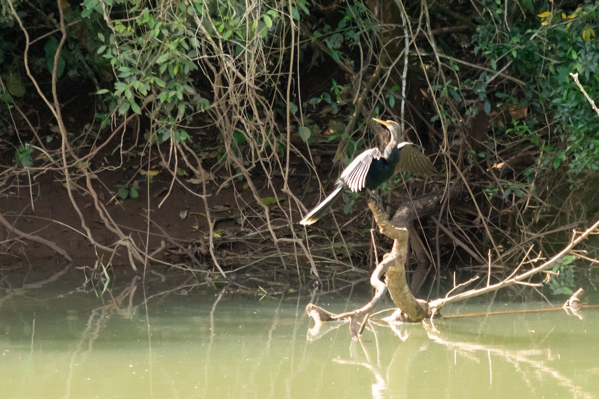 Anhinga - ML624009101