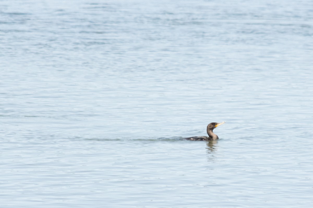 Neotropic Cormorant - ML624009108