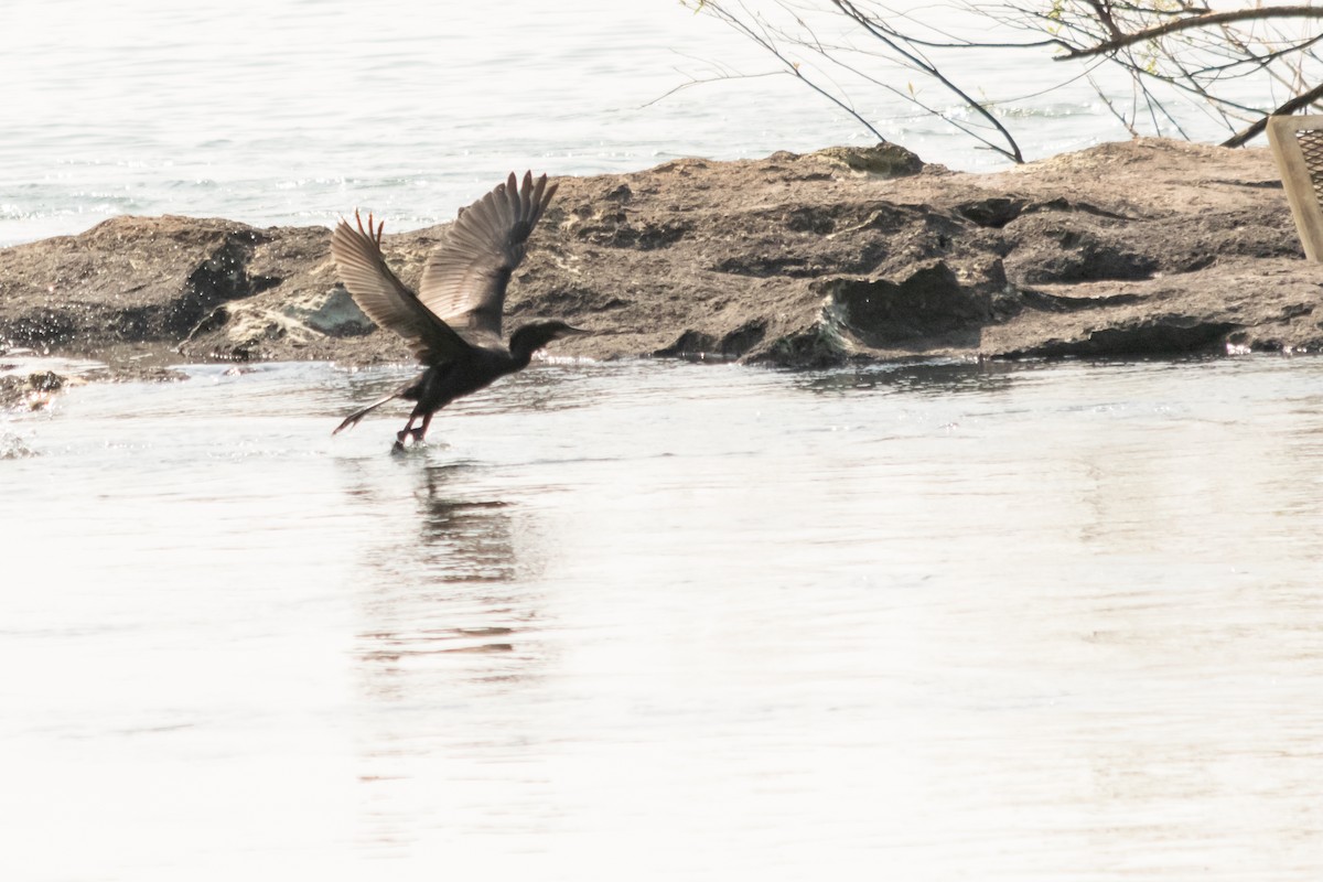 Neotropic Cormorant - ML624009110