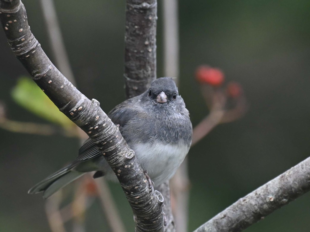 Dark-eyed Junco (Slate-colored) - ML624009125