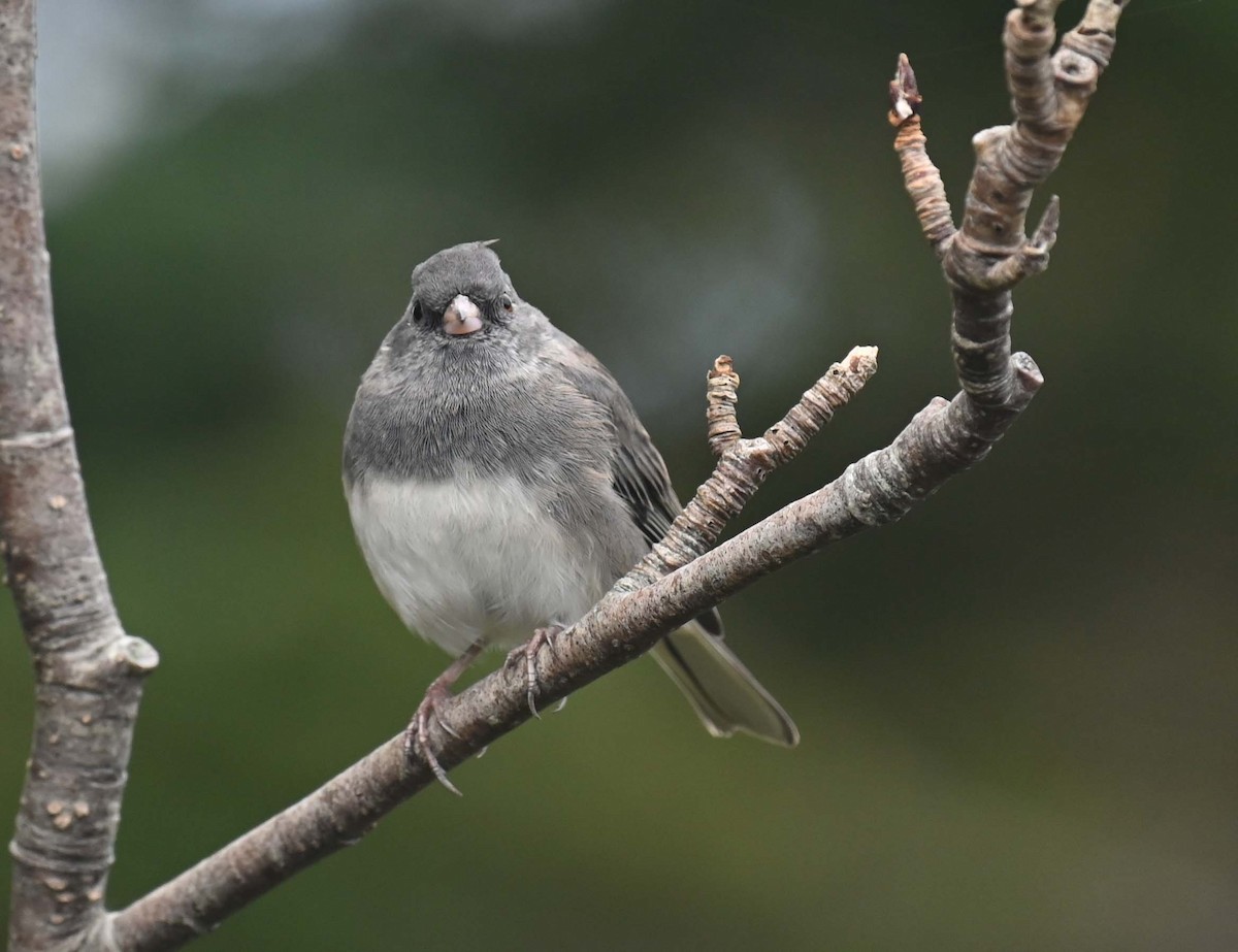 Dark-eyed Junco (Slate-colored) - ML624009126