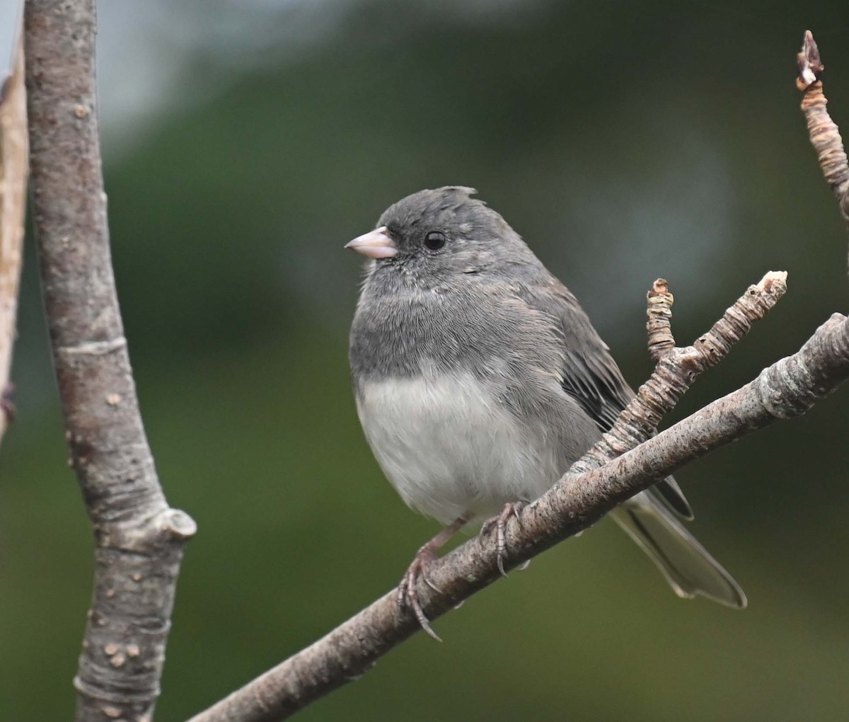 Dark-eyed Junco (Slate-colored) - ML624009127