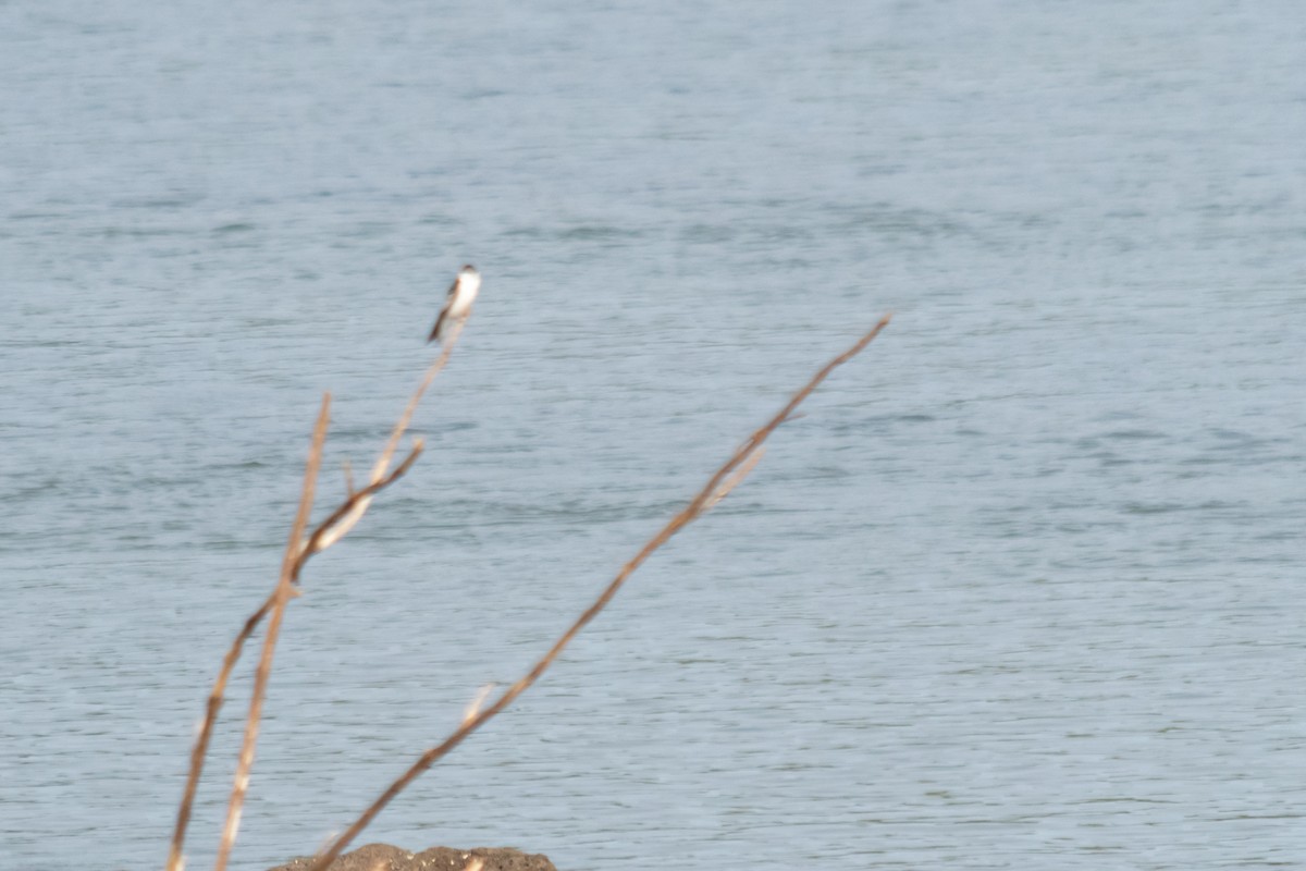 White-winged Swallow - ML624009128