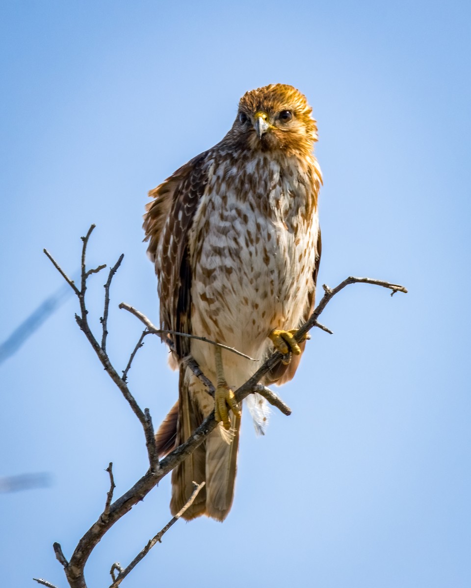 Red-shouldered Hawk - ML624009130