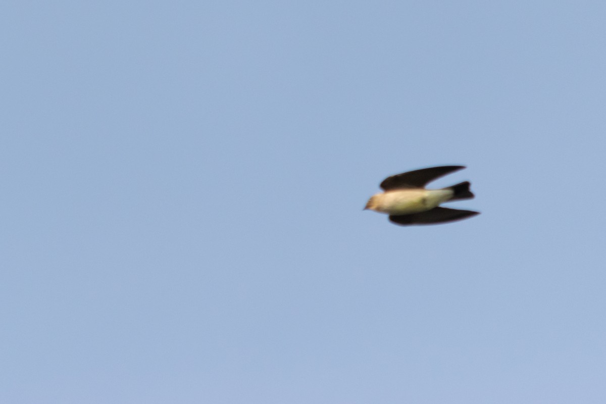 Southern Rough-winged Swallow - ML624009131