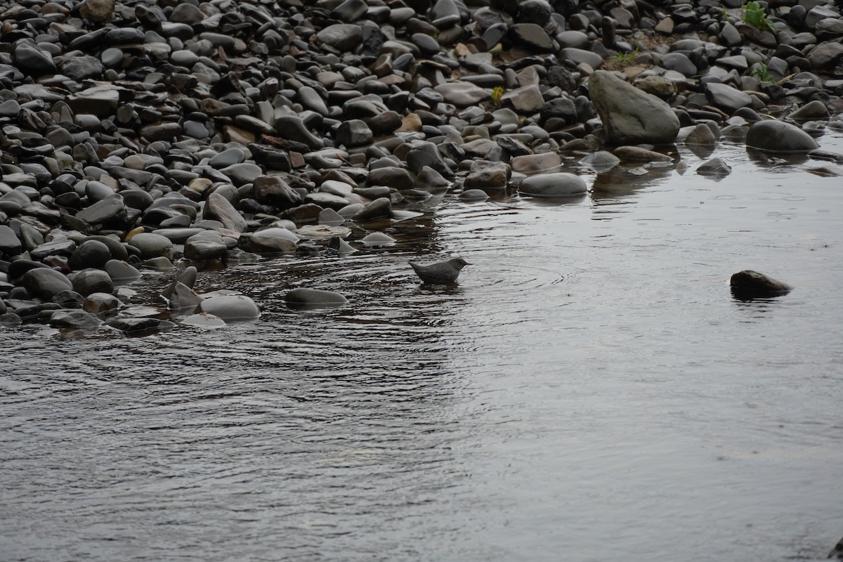 American Dipper - ML624009134