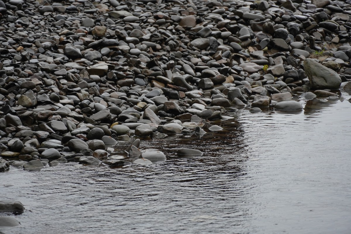 American Dipper - ML624009135