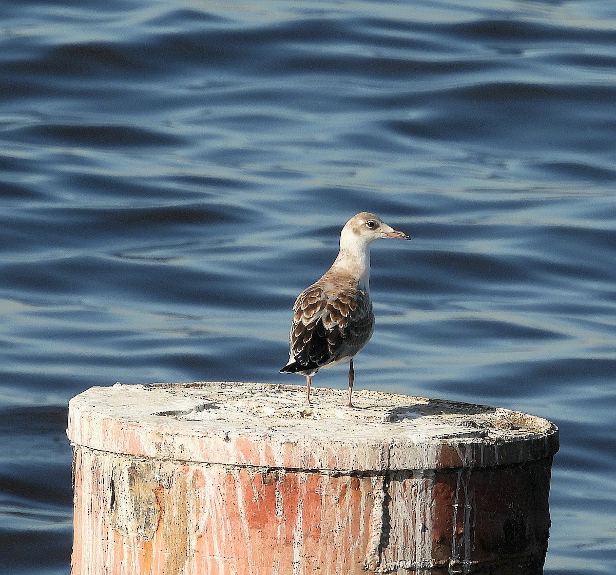 Gray-hooded Gull - ML624009143