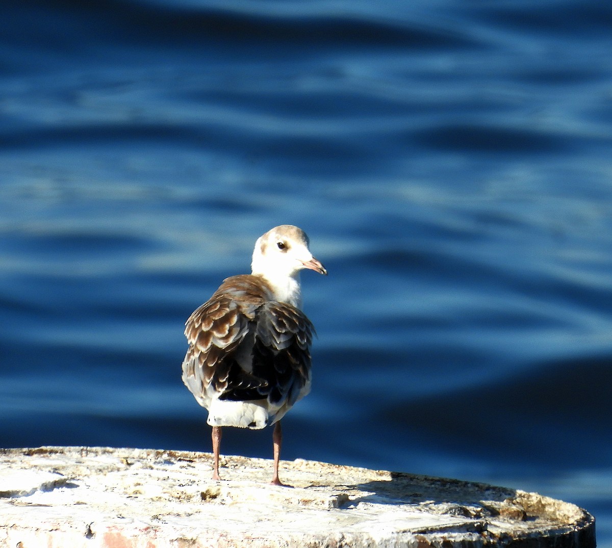 Gray-hooded Gull - ML624009144