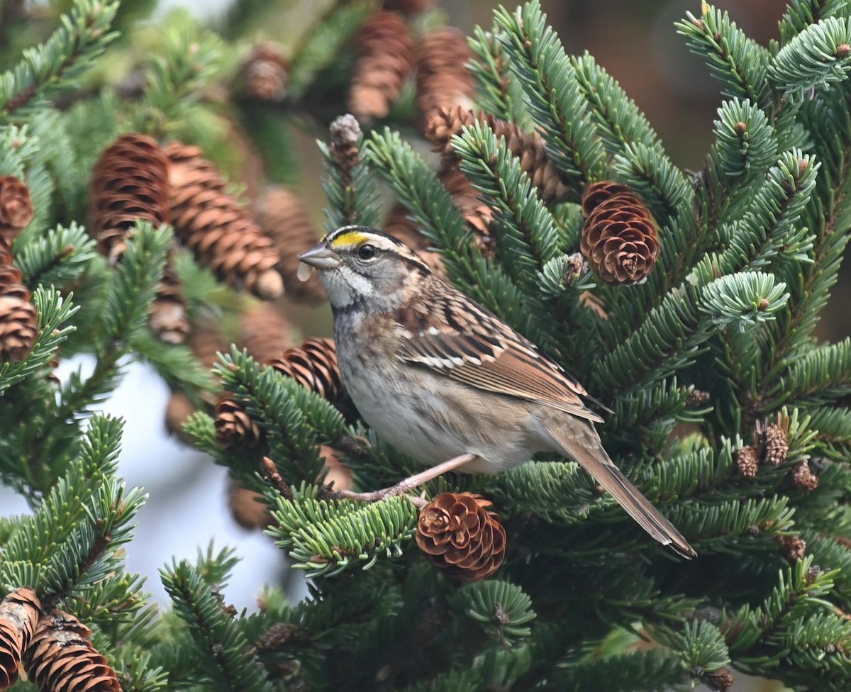 White-throated Sparrow - ML624009152