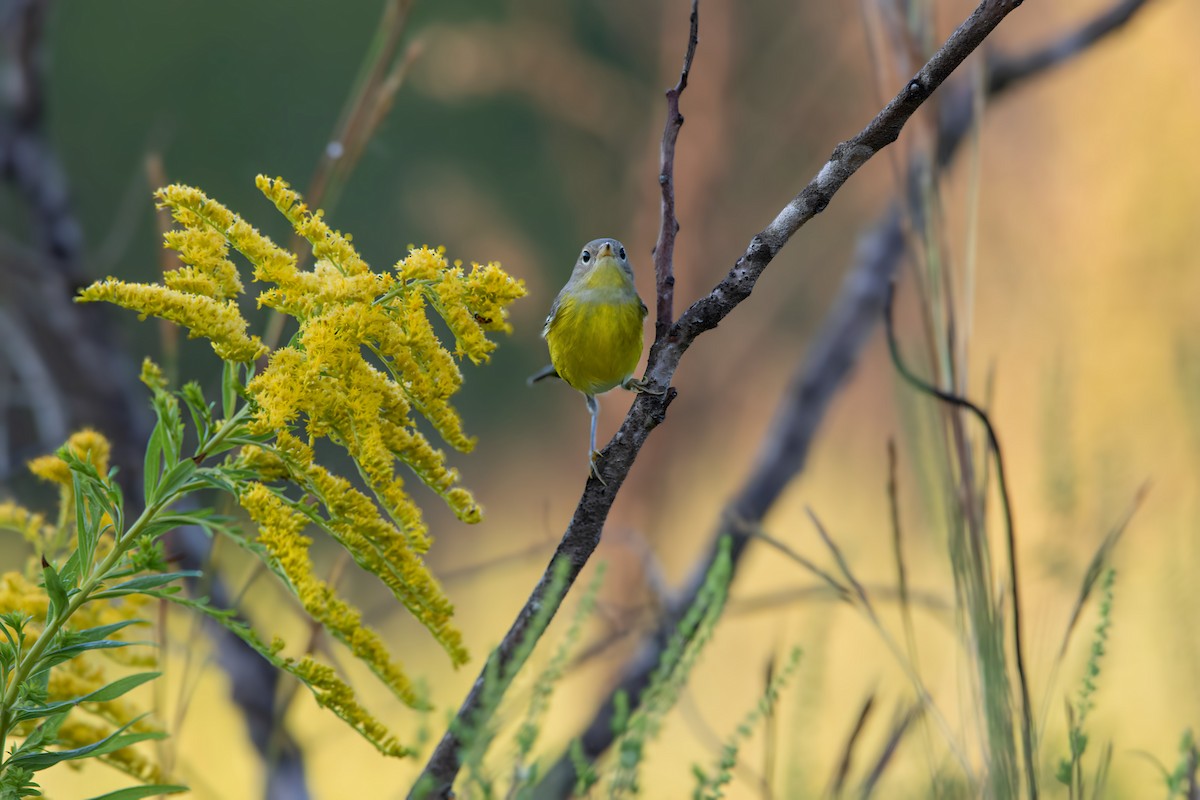 Magnolia Warbler - Christie Bass