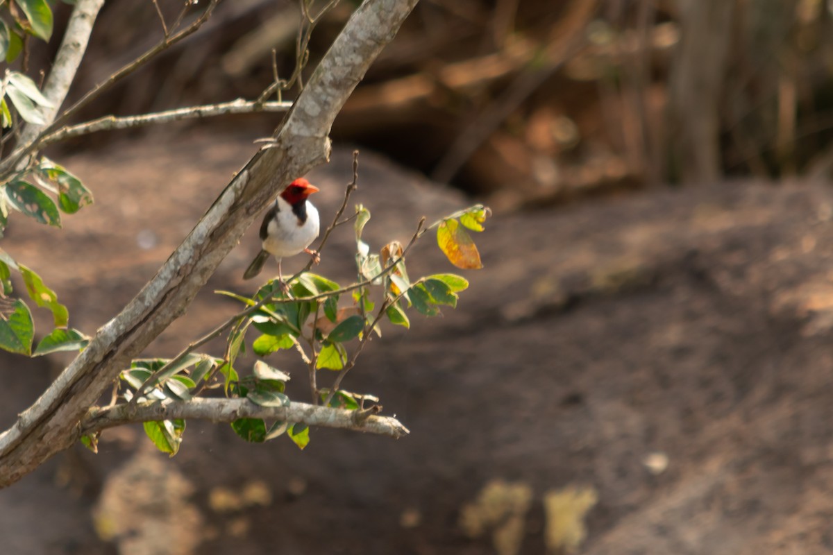 Yellow-billed Cardinal - ML624009155