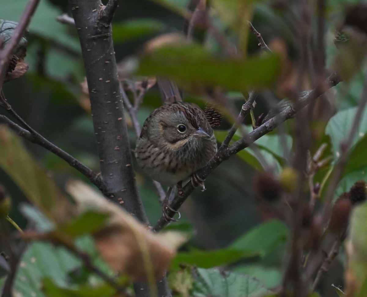 Swamp Sparrow - ML624009182