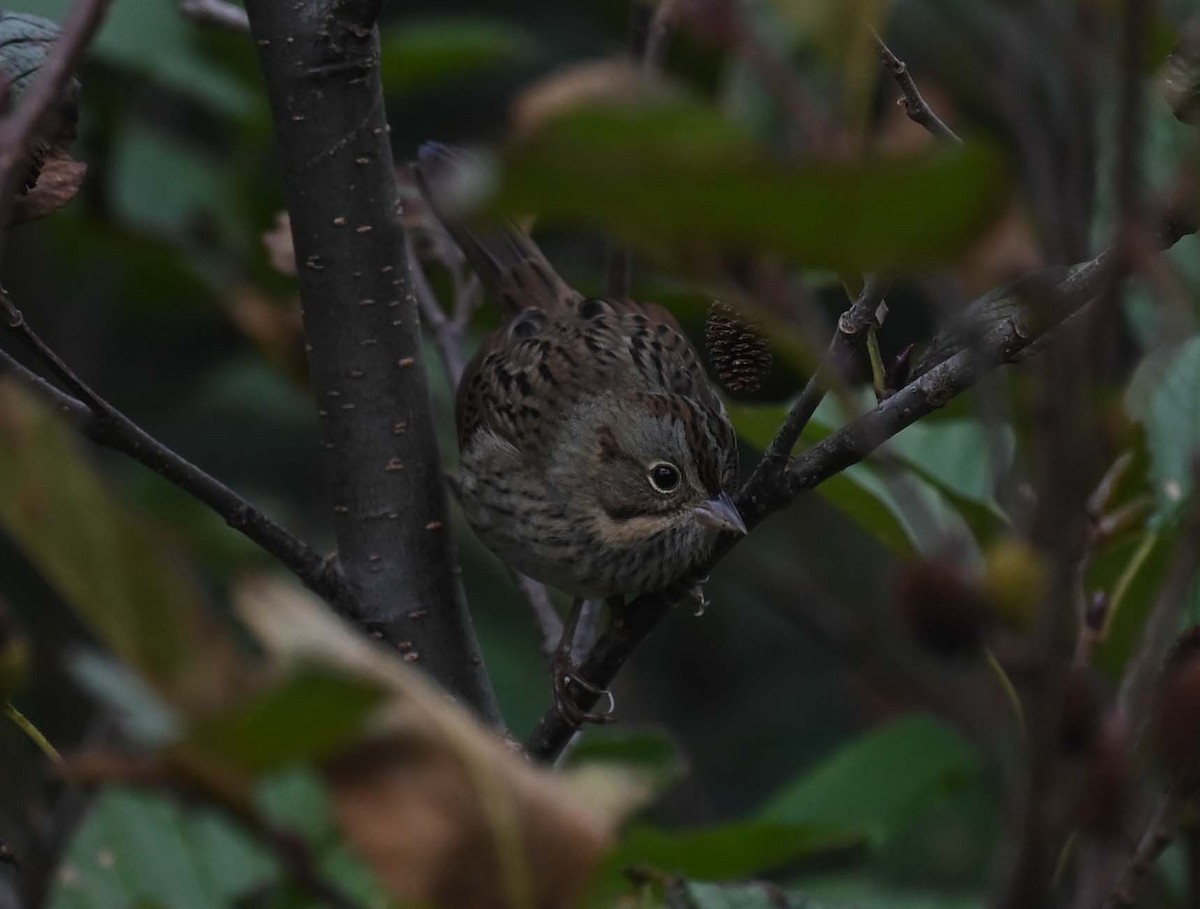 Swamp Sparrow - ML624009183