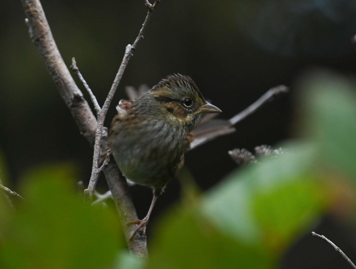 Swamp Sparrow - ML624009184