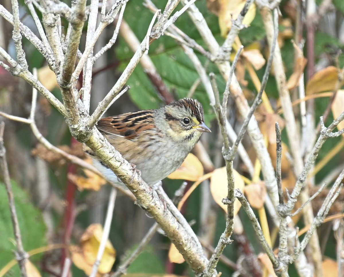 Swamp Sparrow - ML624009185