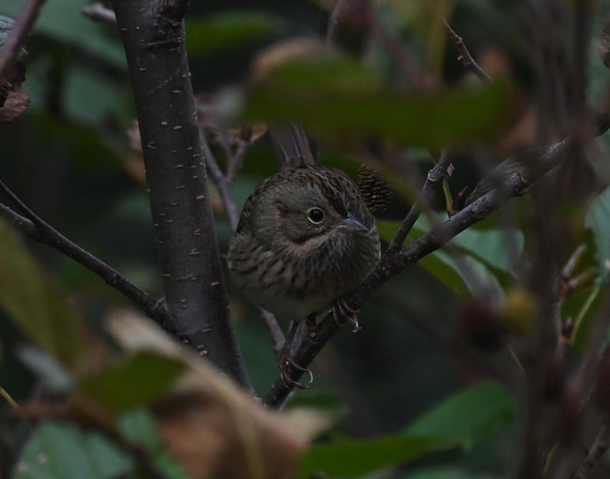 Swamp Sparrow - ML624009186