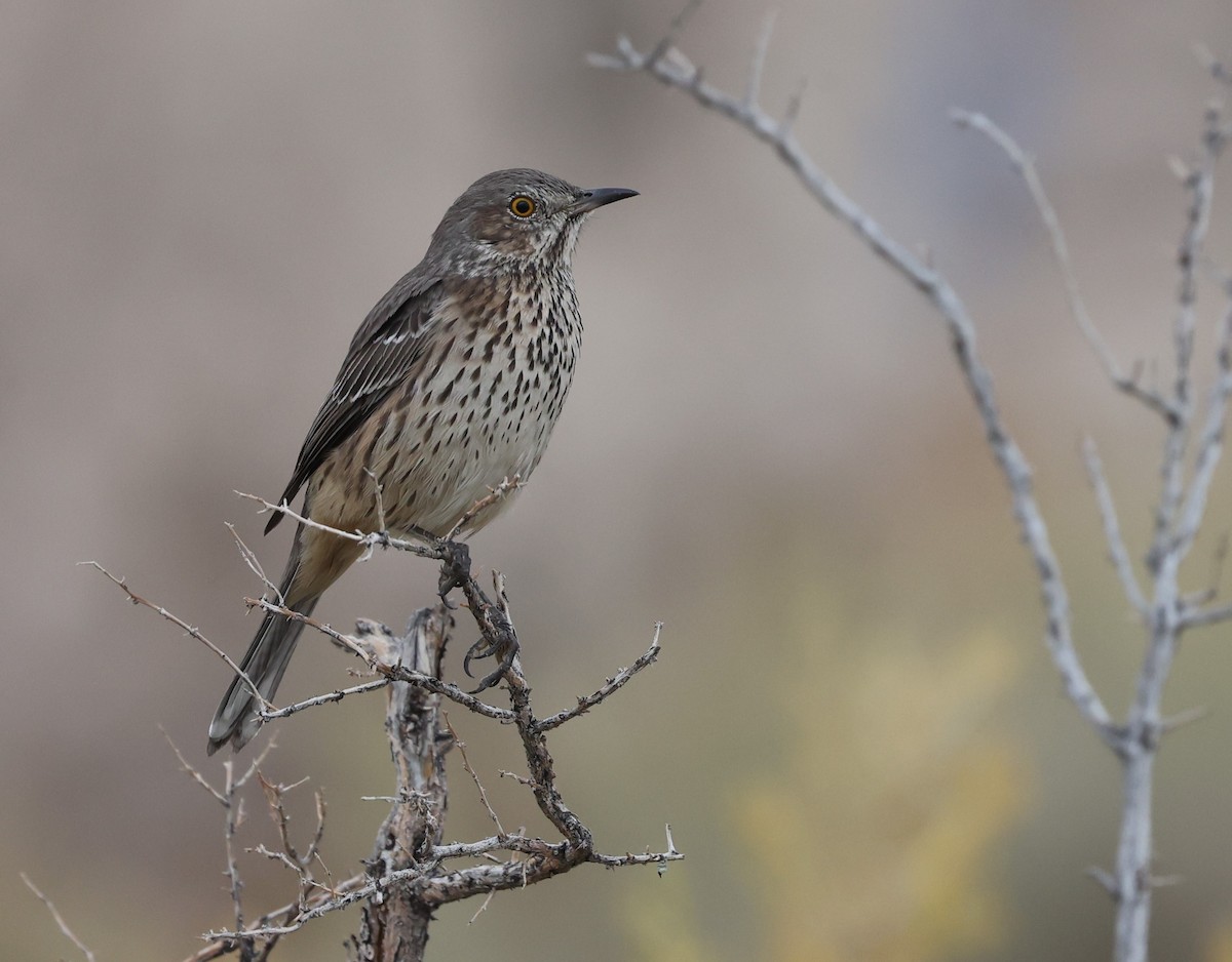 Sage Thrasher - ML624009187