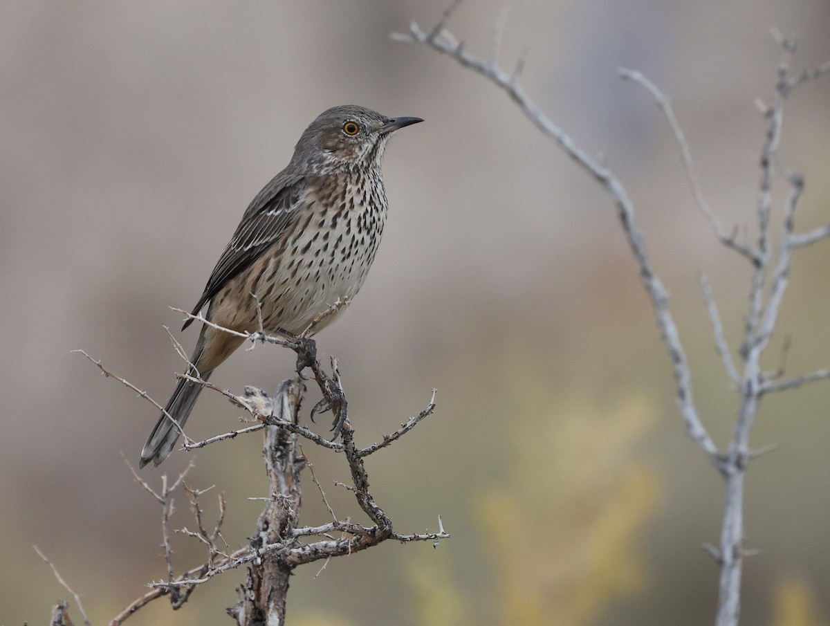 Sage Thrasher - ML624009189