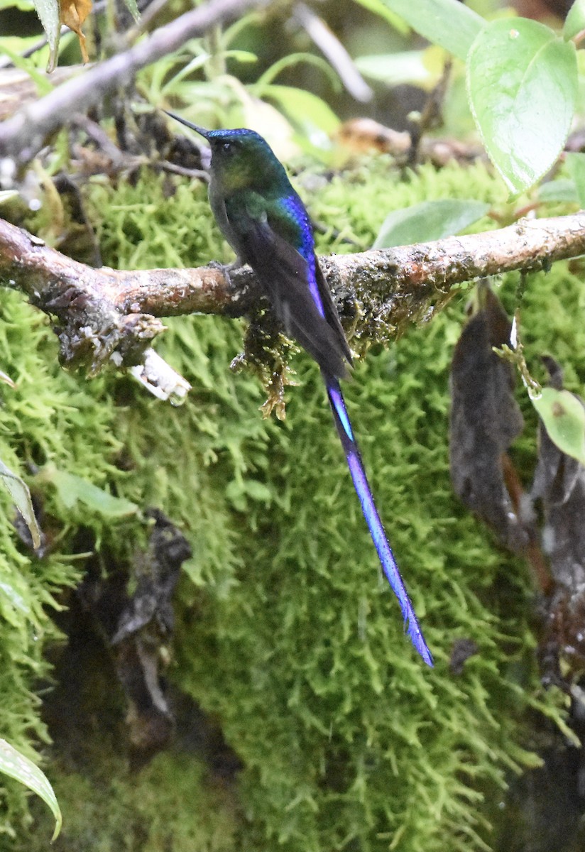 Long-tailed Sylph - ML624009206