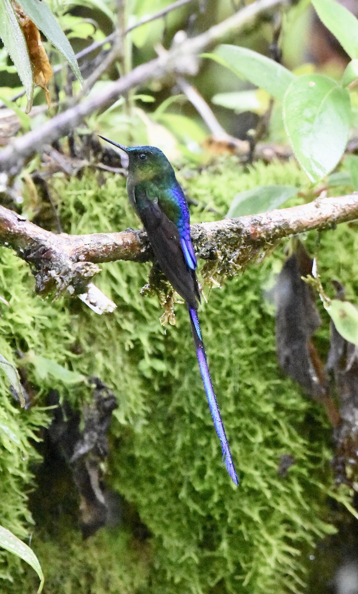 Long-tailed Sylph - ML624009207