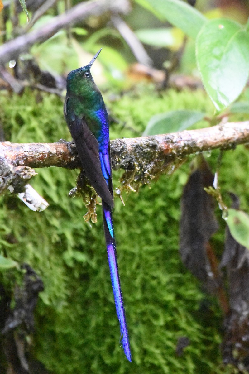 Long-tailed Sylph - ML624009208