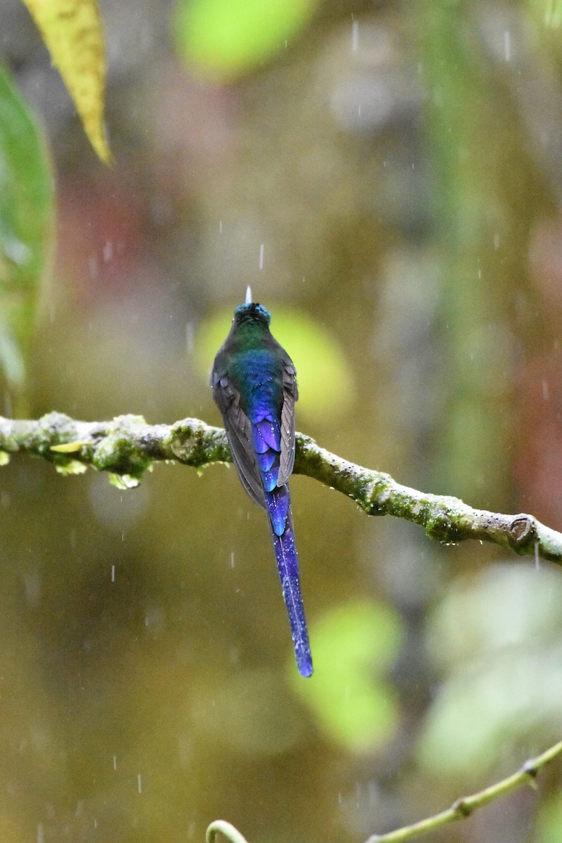 Long-tailed Sylph - ML624009209