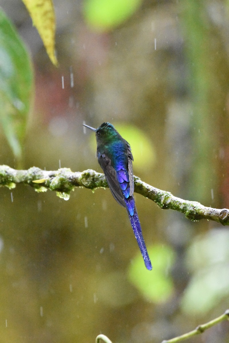 Long-tailed Sylph - ML624009210