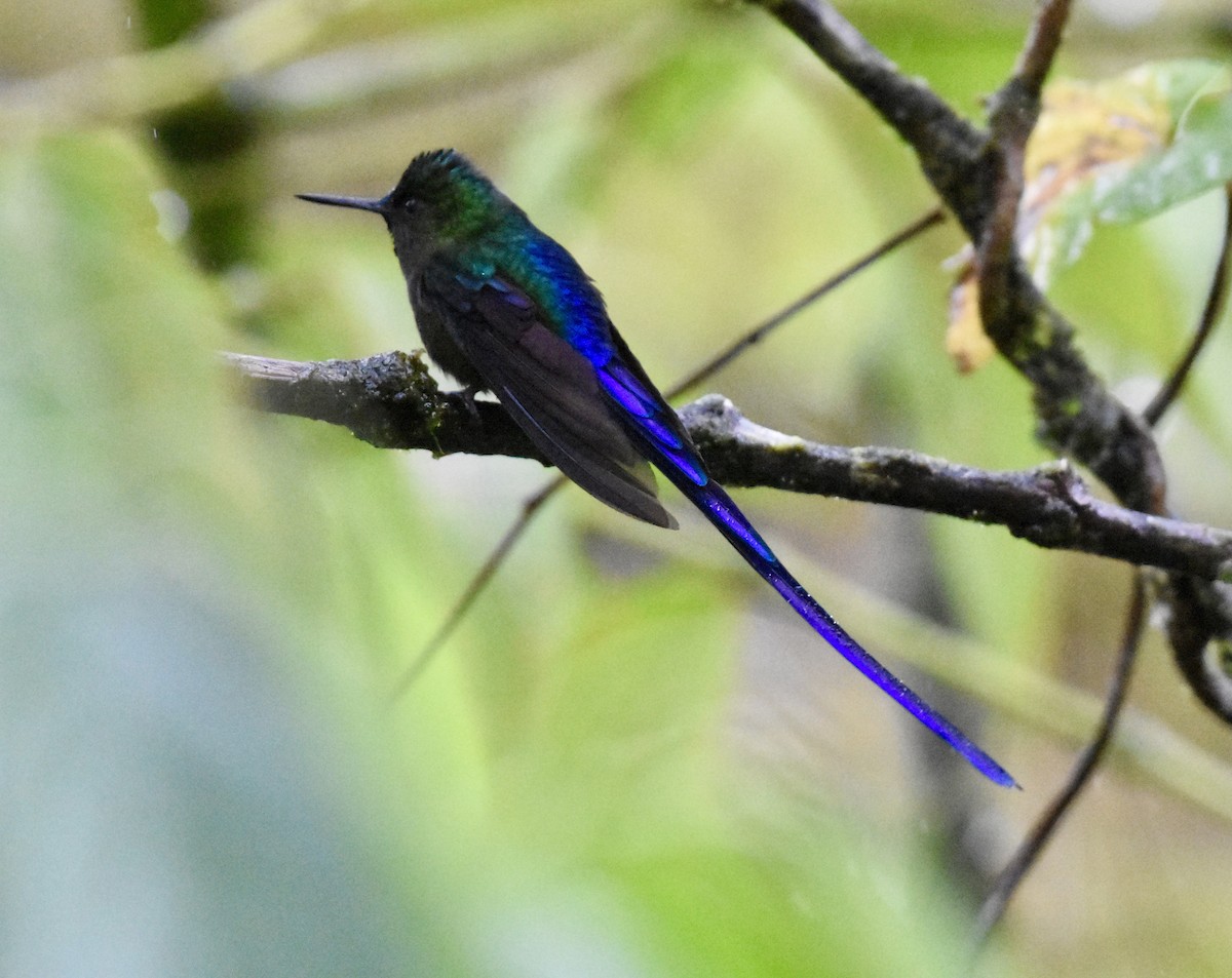 Long-tailed Sylph - ML624009211