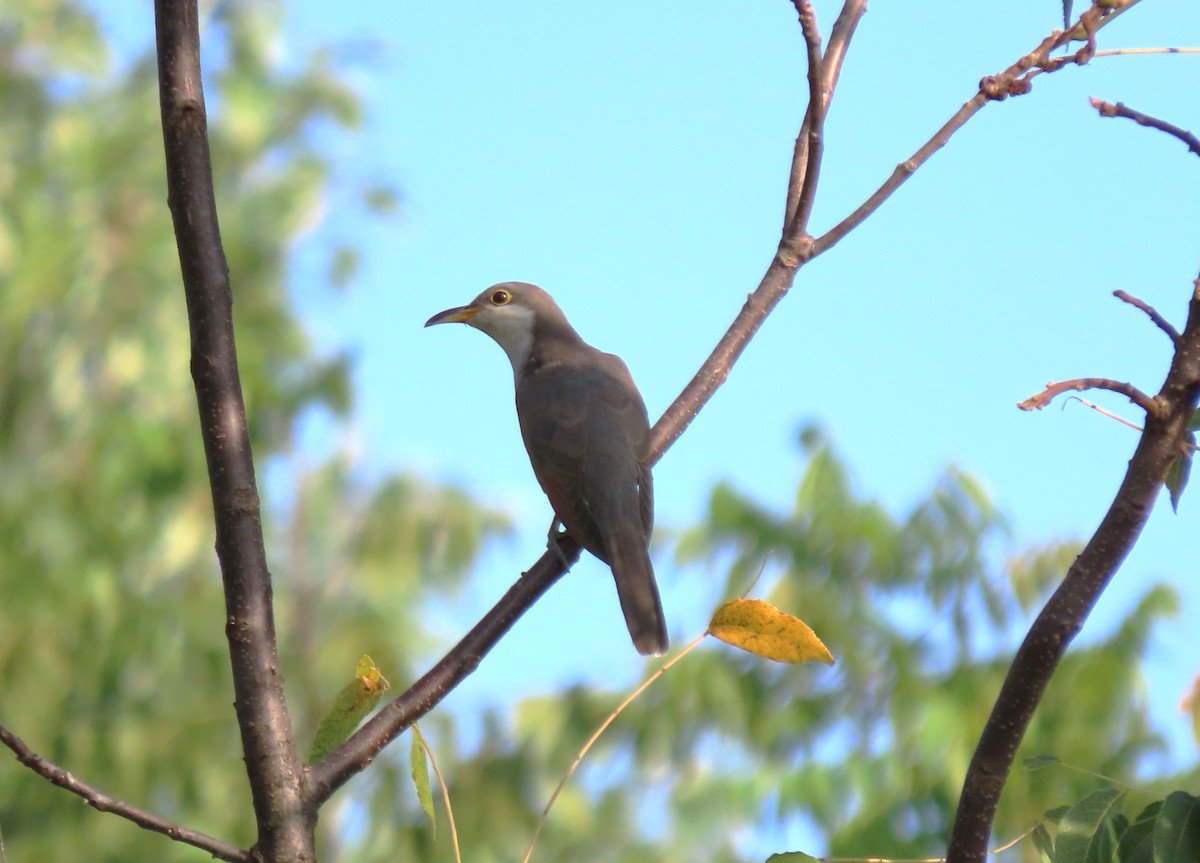 Yellow-billed Cuckoo - ML624009213