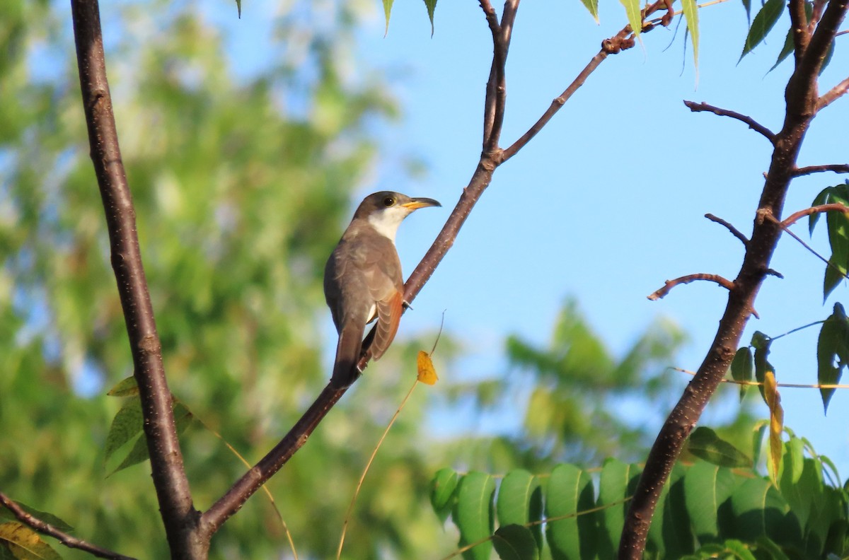 Yellow-billed Cuckoo - ML624009214