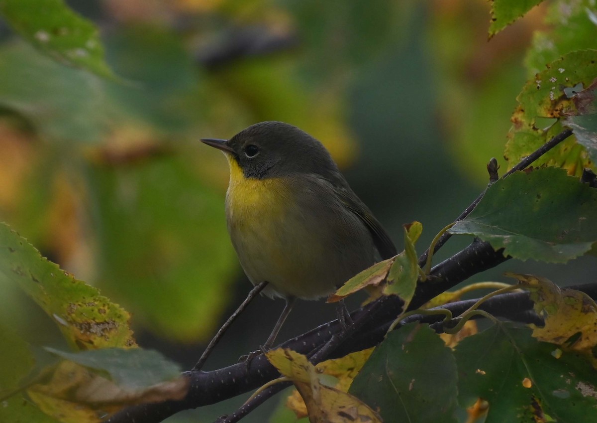 Common Yellowthroat - ML624009216