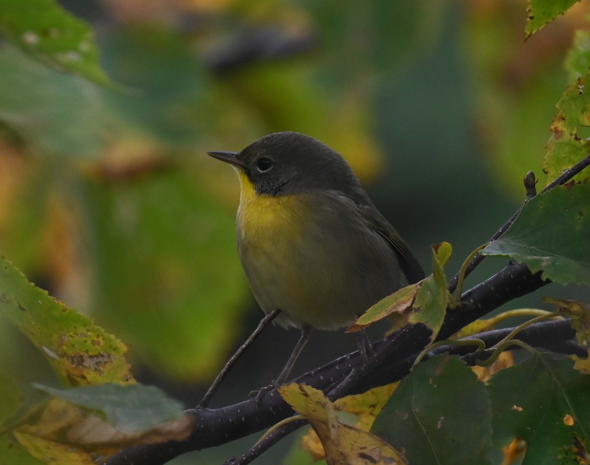 Common Yellowthroat - Kathy Marche